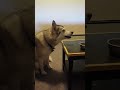 Demanding siberian vs obedient siberian husky