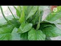 ❣️PEACE LILY plant care,best Fertilizer. पीस लिली मे ढेर सारे फूल ऐसे पाएं।