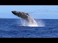 Gone Whale Watching in Maui 2022