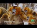 Shennongjia Golden Snub-nosed Monkey