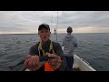 MACKEREL - Catch Clean Cook ! Spidercrab & Mackerel Fishing From a BOAT