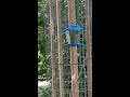 Bird feeder tree in action