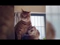 😂 New Funny Cats and Dogs Videos 😹🤣 Best Funny Catss 2024 😅😅