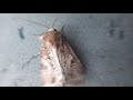 Moth Shaking its Wings