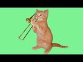 @ funny cute cat# short video