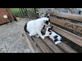 Mother cat doesn't let male cats approach her kitten