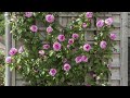 How to Grow Big Roses Vertically (8 Great Ways)