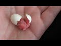 Budgie hatching