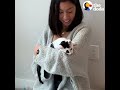 Litter Of Kittens Found Crying In Trash Bag | The Dodo Little But Fierce
