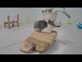 Funniest Cats and Dogs 😻 New Funny Catss 2024 😹🐱