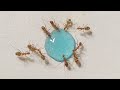 Ants Drinking Blue Liquid Candy Timelapse