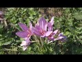 Largest FLOWERS Collection in the World 8K ULTRA HD - with Calming Music