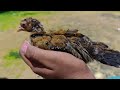 catch colorful chickens,  ducks,rainbow chickens, rabbits |  cute animal