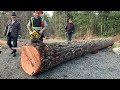 BIG DYING TREE 🌲 gets cuts down across  main road