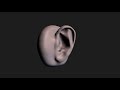 Sculpting The Ear Speed Sculpt Time Lapse