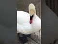 A Very Chill Swan Up Close!