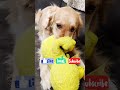 My Dog's Joyful Reaction To New Toy Gift🤗  #goldenretriever #puppy #dogvideos #funny #viral
