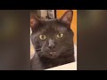 Funny Dogs and Cats Reactions - Ultimate Pet Compilation