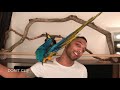 DON’T buy a Macaw!!! Unless... || Mikey The Macaw