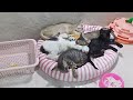 You Laugh You Lose😹Funniest Dogs and Cats 2024🐕😻🐈