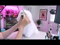 COTON de Tulear BRUSHING and mats (The Coton de Tulear's guid to ultimate fluffiness)