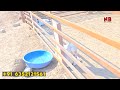 RJ Goat Farm | Jodhpur | Biggest Palai Set-up 800+ Goats in Rajasthan