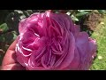 Im back home video :) Some of my Parfuma Collection of Roses  | Kordes roses