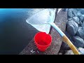 Guntersville Dam Bass Fishing Using Live Baby Shad