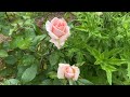 English Cottage Garden Rose Tour, David Austin Roses, Best Garden Roses // Cottoverdi