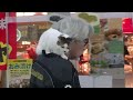 忠犬いや、猫　大好きな主人，駅でおむかえ＊