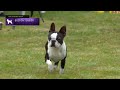 Boston Terriers | Breed Judging 2022