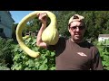 Unique Homestead Squash Variety:  The Tromboncino