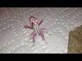 Orchid Mantis doesn't want to be filmed