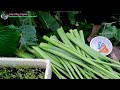 Ngày mai lạnh âm độ, tranh thủ thu hoạch mướp, bạc hà và bứng ớt về trồng 🇨🇦1310》 Vườn Rau Việt
