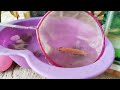 catching cute chickens, ornamental fish, colorful chickens, cats, guinea pigs, rabbits, catfish,