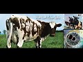 Pink Floyd - Atom Heart Mother Suite \1970