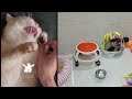 Try Not To Laugh Cats And Dogs Videos 😁 - Best Funniest Animals Video 2024