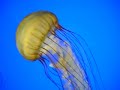 Jellyfish Akron Zoo