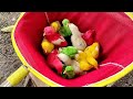 Menangkap Anak Ayam Lucu | Ayam Rainbow | Kelinci | Marmut | Humster | Ayam Warna-Warni