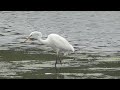 Great White Egret at RSPB Middleton Lakes