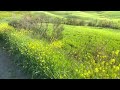 🇮🇹 Tuscany: Walking tour in the picture-perfect landscapes in Val d'Orcia, Spring | ASMR