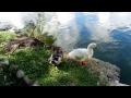Laguna de San Baltazar, Puebla, México. Parte 2 (HD 1080p)