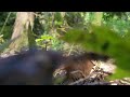 (nearly) 20 minutes of nz forest ambience