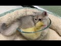 The duckling mistook the kitten for its mother 😂 Cute and funny animal videos