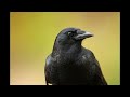 caw song