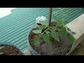 Grow tomatoes in plastic bottles at home for healthy homemade vegetables! Easy DIY