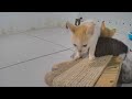 😍 Funniest Cats and Dogs 🐈 Funny Cats Videos 🙀