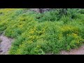 DRY ARIZONA DESERT RIVER FLOWS FOR THE FIRST TIME IN 3 YEARS!