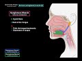 Oral Cavity Proper (Palate & Tongue) - Oral Cavity Anatomy