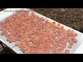 How to Dehydrate Apricots  - All Organic with Pamela Mace